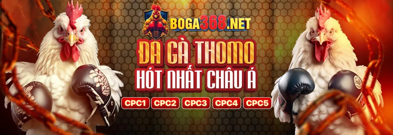 Trường gà Thomo phát sóng trực tiếp tại Jili Bet